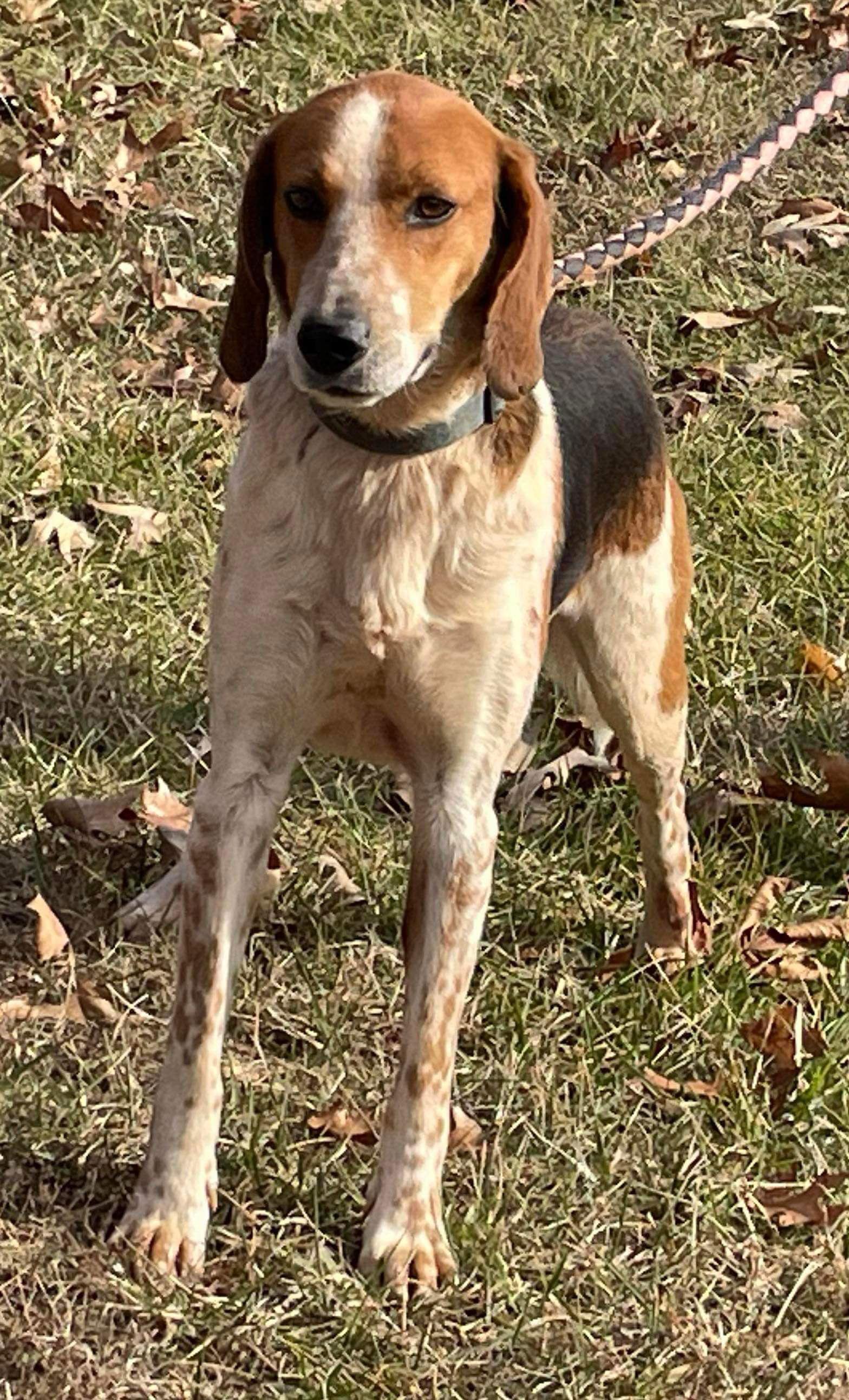 Enlarge Iver: Not At the Shelter (Wendy), a Adoptable Foxhound in Rustburg, VA image 2/3