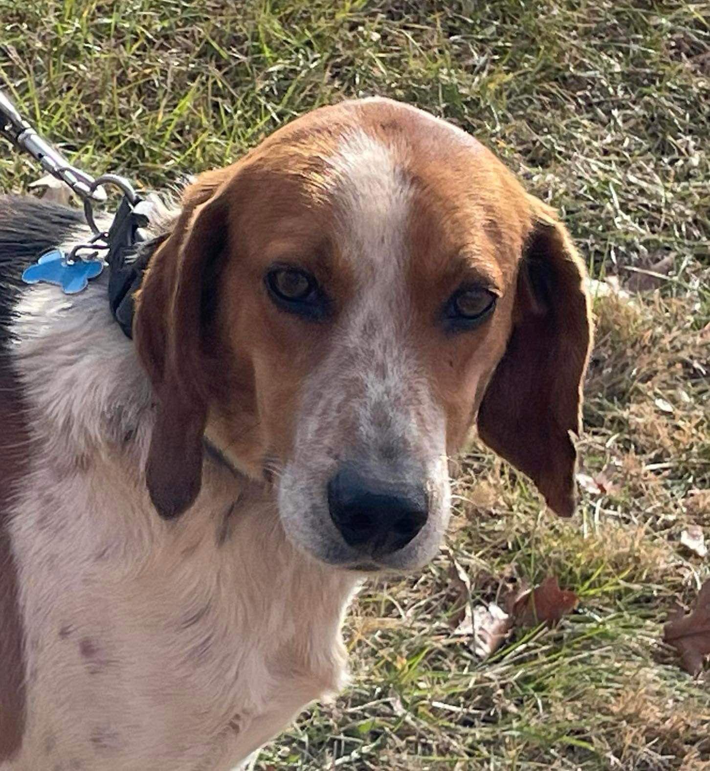 Enlarge Iver: Not At the Shelter (Wendy), a Adoptable Foxhound in Rustburg, VA image 3/3