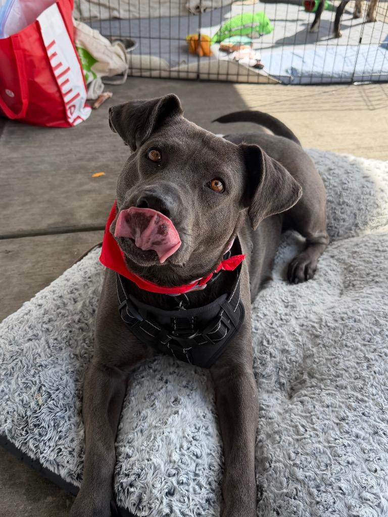 Enlarge Thoolie Smith, a Adoptable mixed breed in Fort Lupton, CO image 1/6