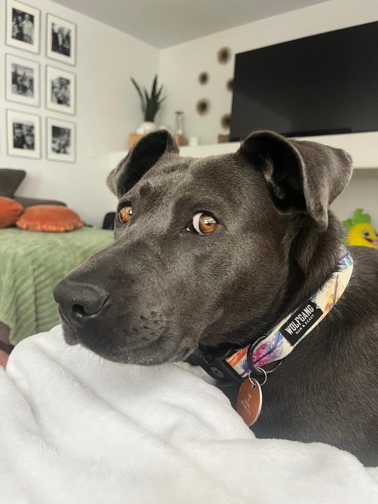Enlarge Thoolie Smith, a Adoptable mixed breed in Fort Lupton, CO image 2/6