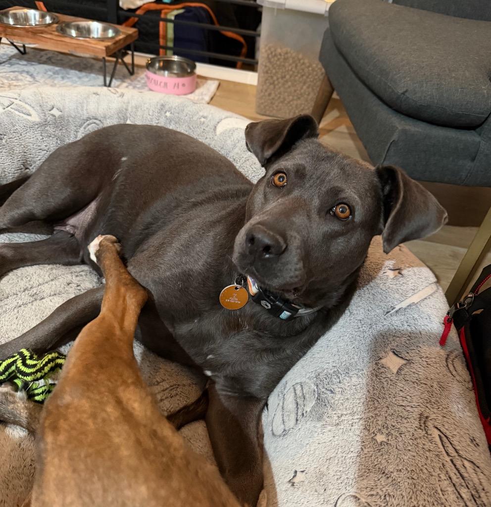 Enlarge Thoolie Smith, a Adoptable mixed breed in Fort Lupton, CO image 3/6
