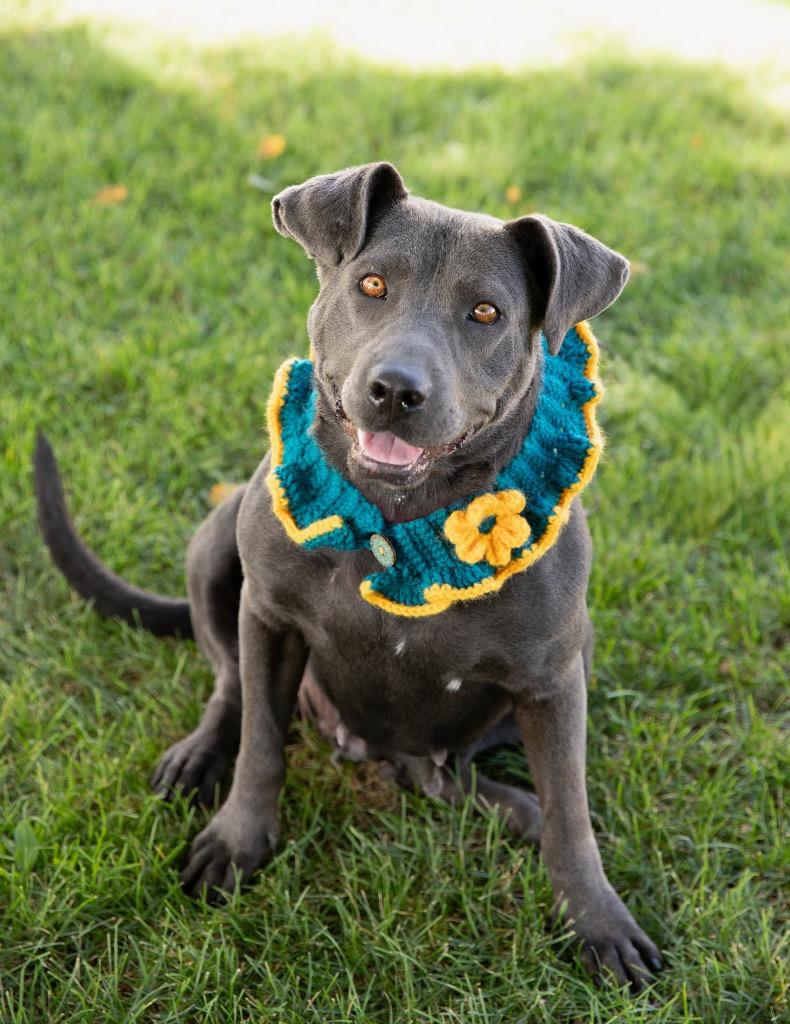 Enlarge Thoolie Smith, a Adoptable mixed breed in Fort Lupton, CO image 4/6