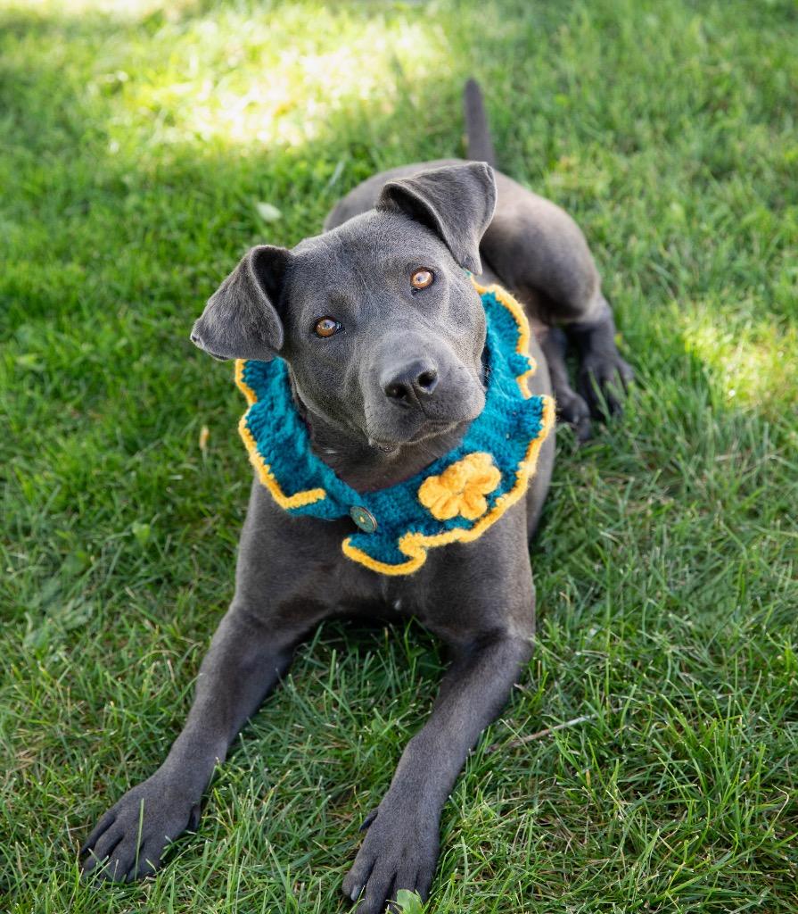 Enlarge Thoolie Smith, a Adoptable mixed breed in Fort Lupton, CO image 5/6