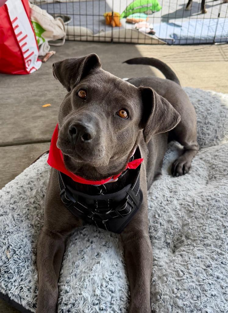 Enlarge Thoolie Smith, a Adoptable mixed breed in Fort Lupton, CO image 6/6