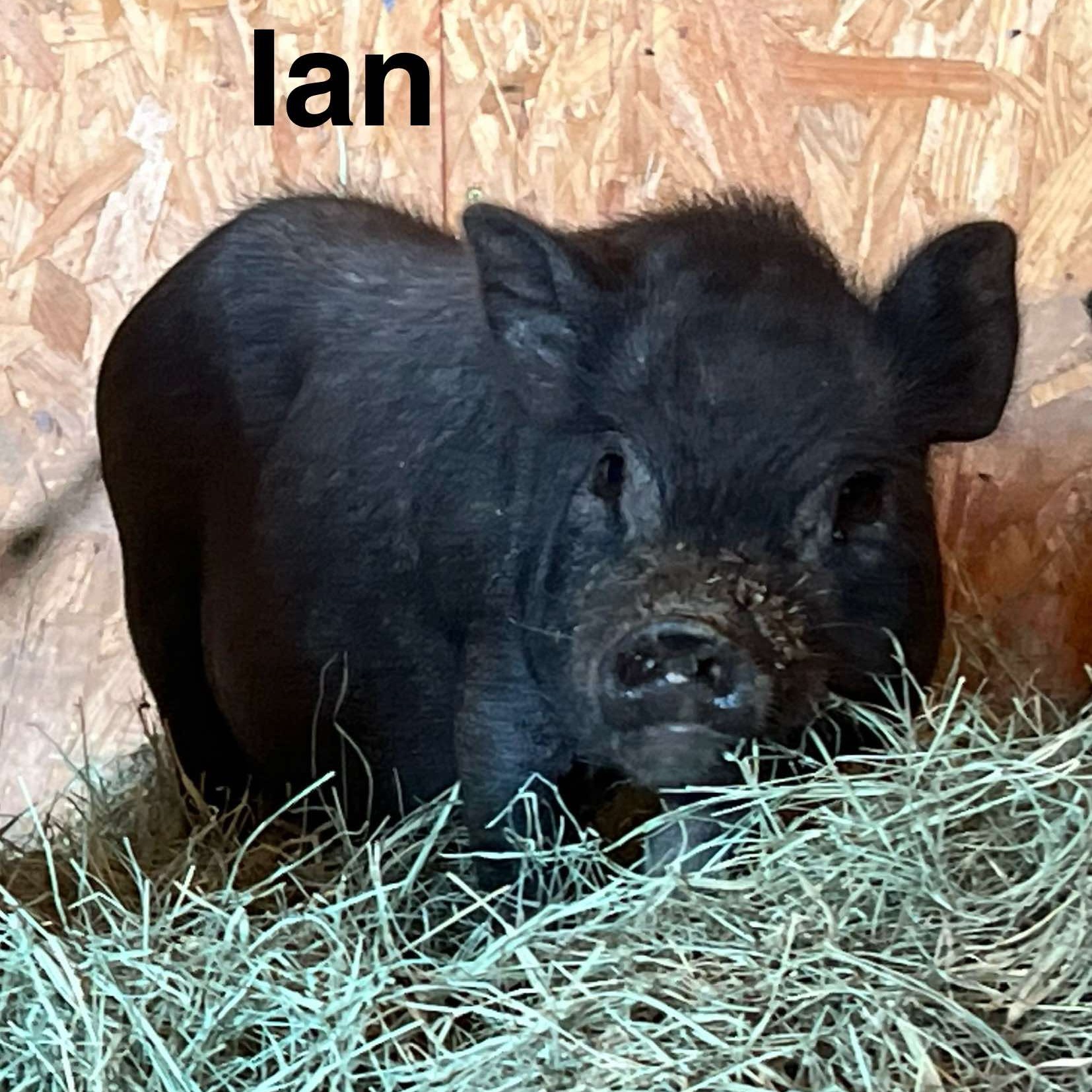 Ian