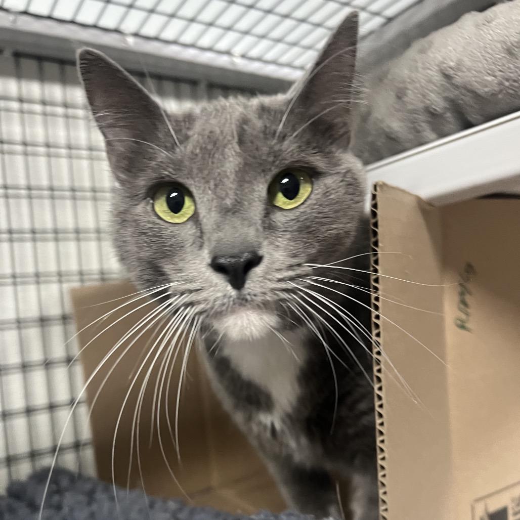 SoundCloud (Bonded to LimeWire), Adoptable, Adult Female Domestic Short Hair.