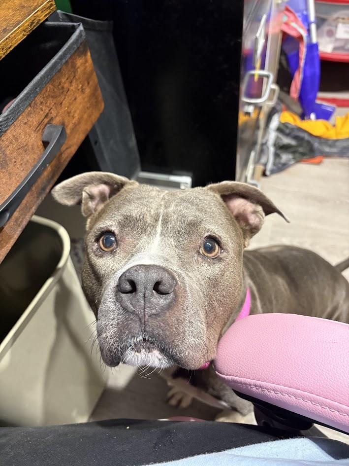 Persephone, Adopted, Senior Female Mixed Breed.