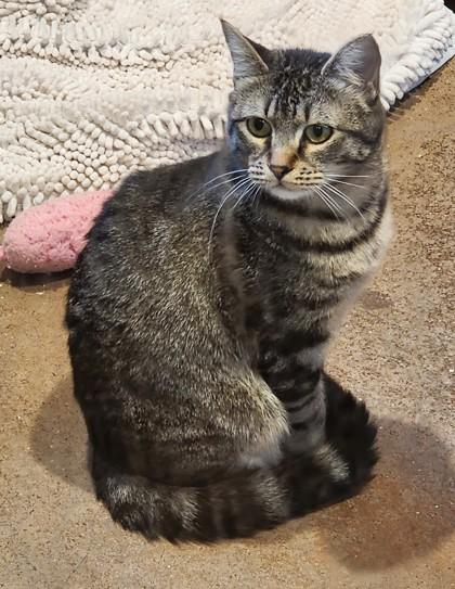 Enlarge Wendi- BONDED TO FRICK, a ADOPTABLE Domestic Short Hair in Stanwood, WA image 1/4