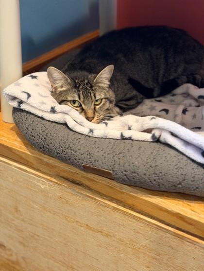 Enlarge Wendi, a ADOPTABLE Domestic Short Hair in Stanwood, WA image 2/3