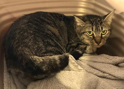 Enlarge Wendi, a ADOPTABLE Domestic Short Hair in Stanwood, WA image 3/3