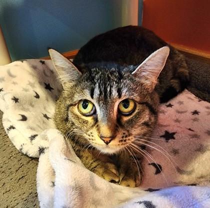 Enlarge Wendi- BONDED TO FRICK, a ADOPTABLE Domestic Short Hair in Stanwood, WA image 2/4