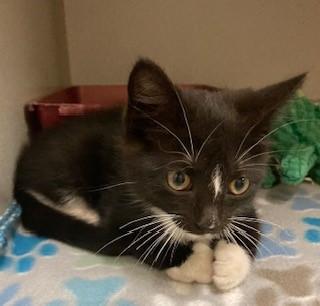 Cricket, Baby Male Domestic Short Hair