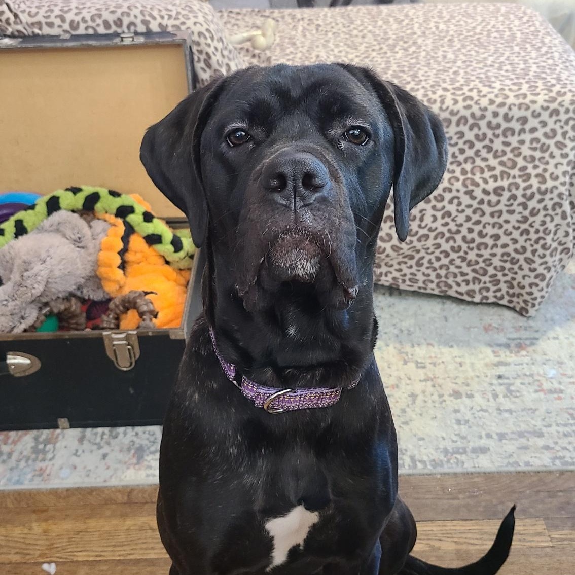 Evie, ADOPTABLE, Young Female Cane Corso.