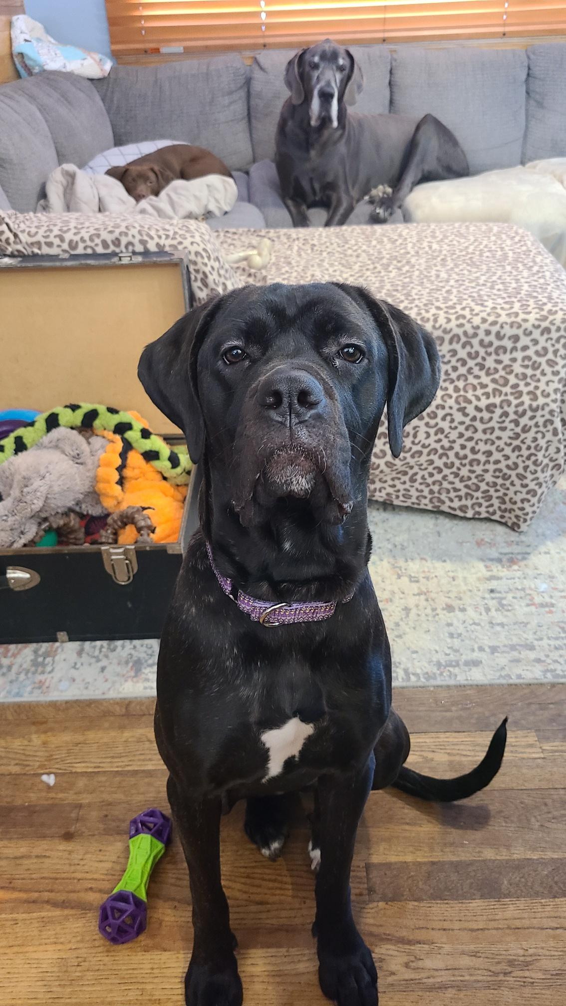 Enlarge Evie, a ADOPTABLE Cane Corso in Cleveland, OH image 3/4