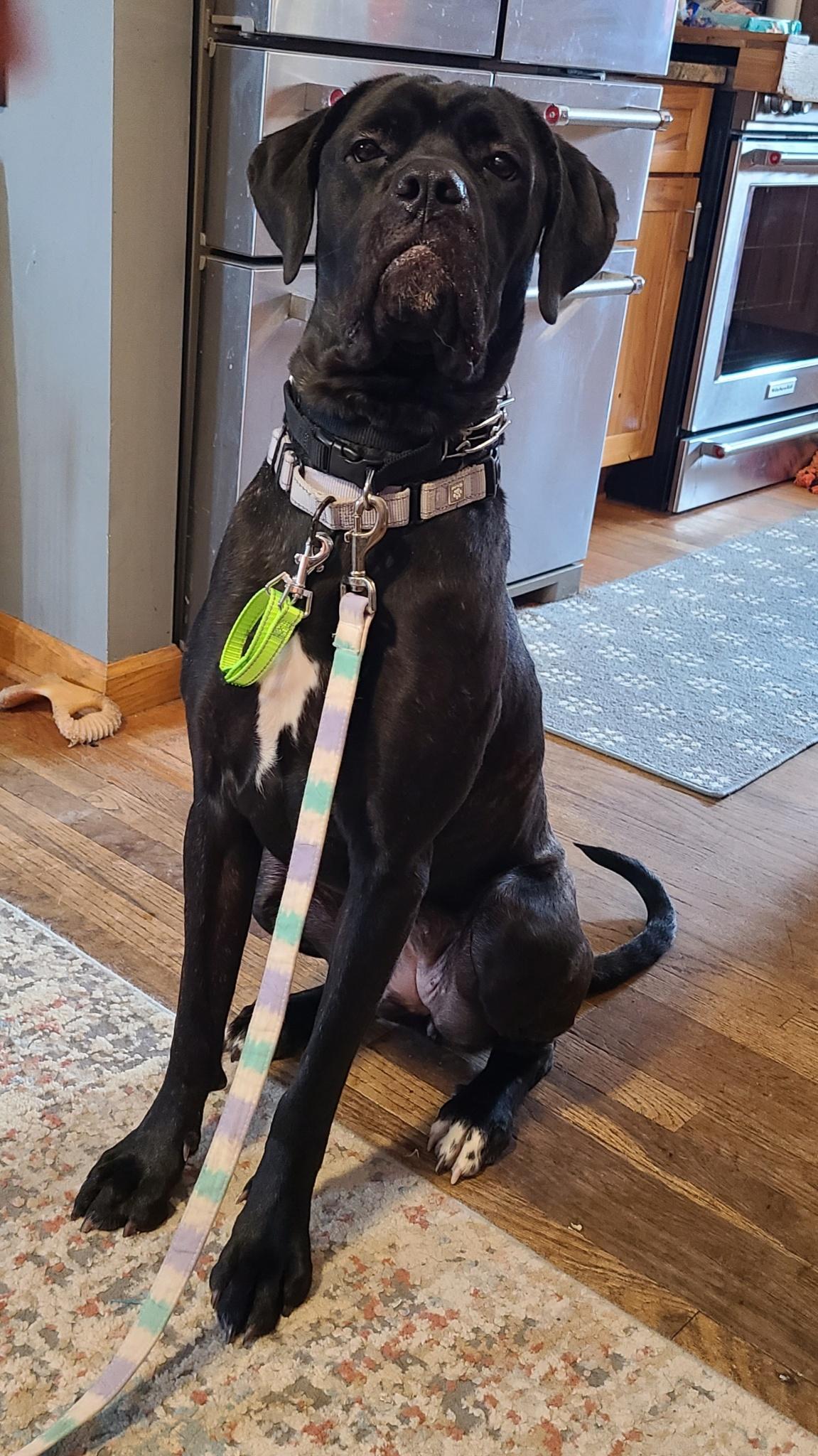 Enlarge Evie, a ADOPTABLE Cane Corso in Cleveland, OH image 2/4