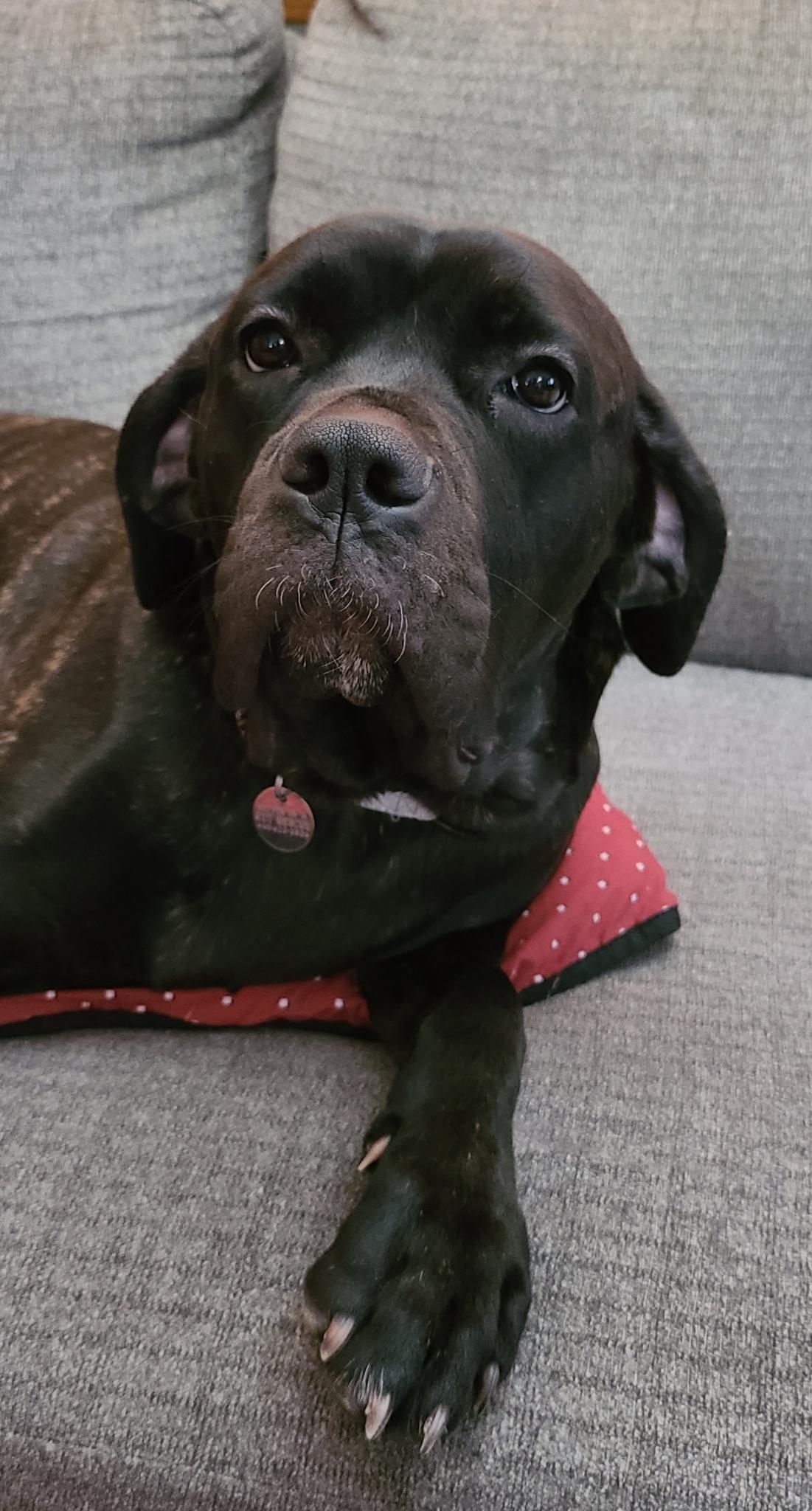 Evie, ADOPTABLE, Young Female Cane Corso.