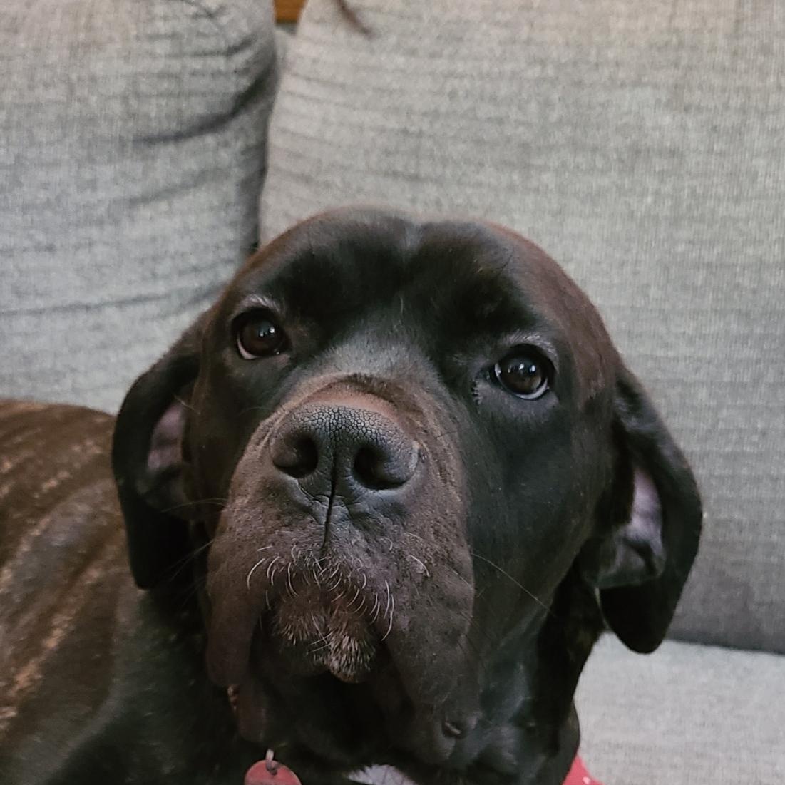 Enlarge Evie, a ADOPTABLE Cane Corso in Cleveland, OH image 2/4