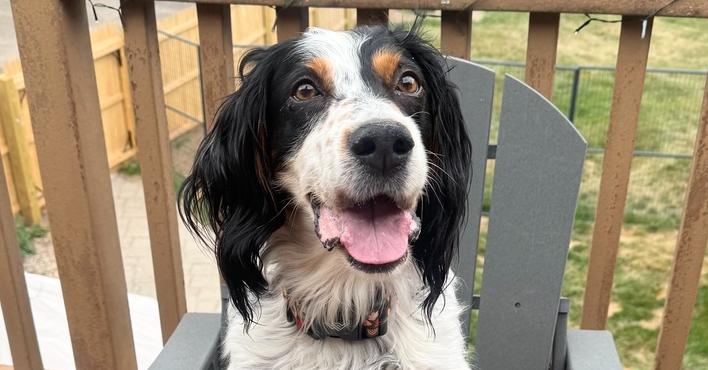 Caney, Adoptable, Adult Female English Setter.