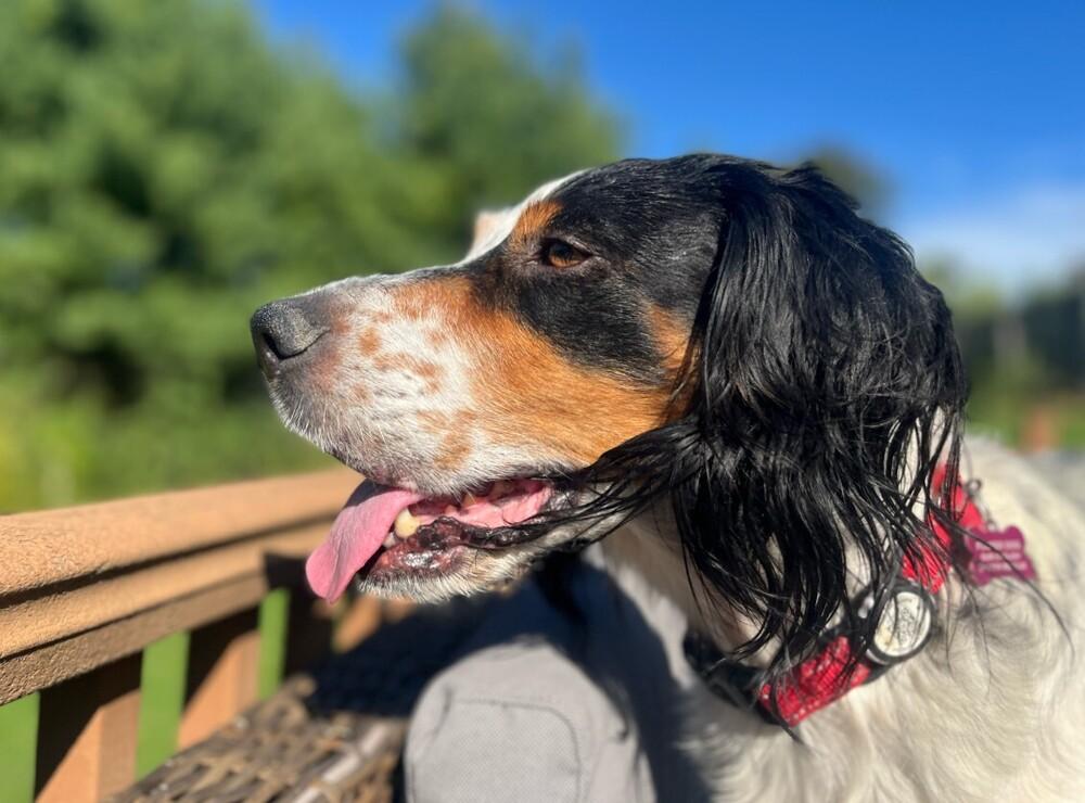 Enlarge Caney, a Adoptable English Setter in Hilliard, OH image 2/6