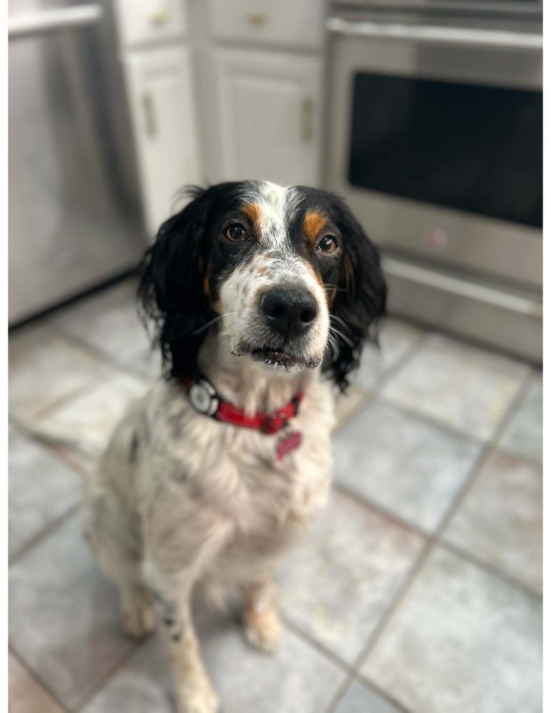 Enlarge Caney, a Adoptable English Setter in Hilliard, OH image 1/6