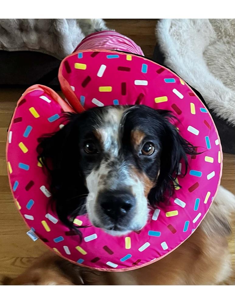 Enlarge Caney, a Adoptable English Setter in Hilliard, OH image 2/6