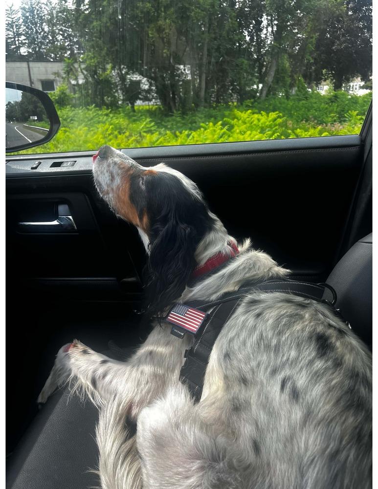 Enlarge Caney, a Adoptable English Setter in Hilliard, OH image 3/6