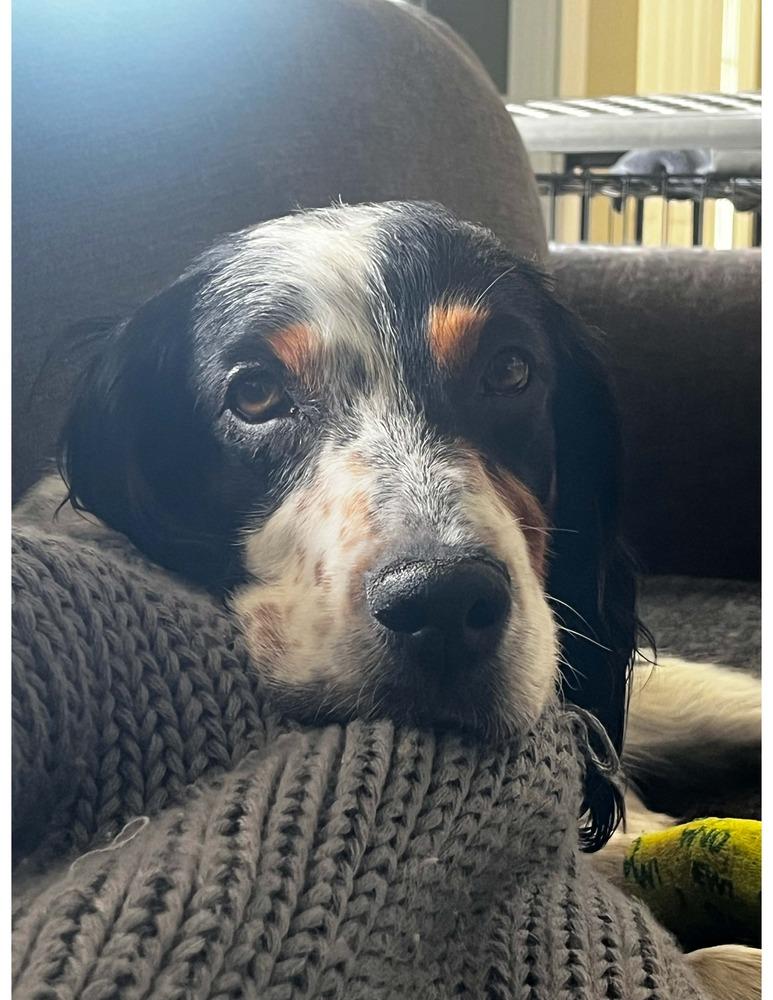 Enlarge Caney, a Adoptable English Setter in Hilliard, OH image 4/6