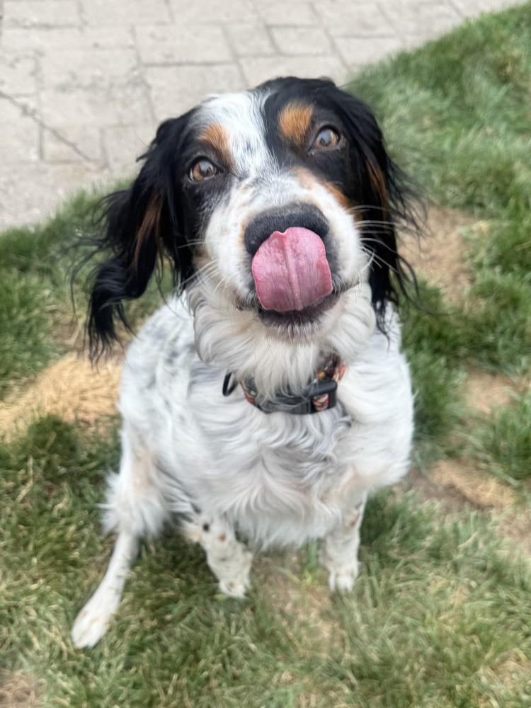 Enlarge Caney, a Adoptable English Setter in Hilliard, OH image 4/6
