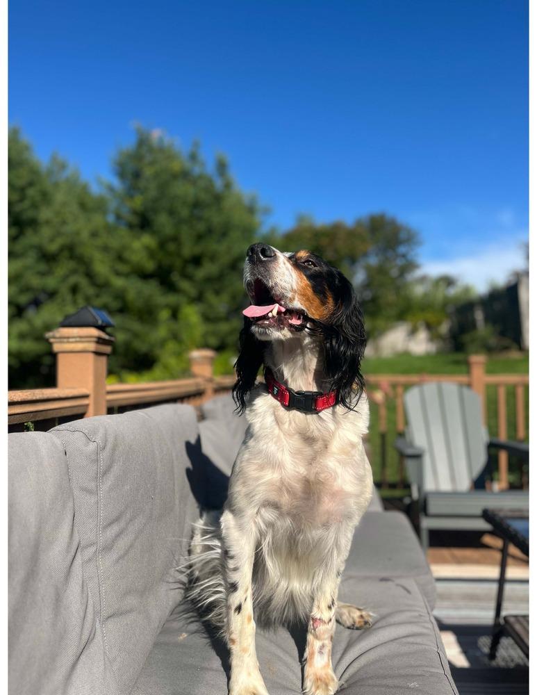 Enlarge Caney, a Adoptable English Setter in Hilliard, OH image 5/6