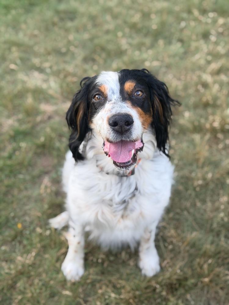 Enlarge Caney, a Adoptable English Setter in Hilliard, OH image 6/6