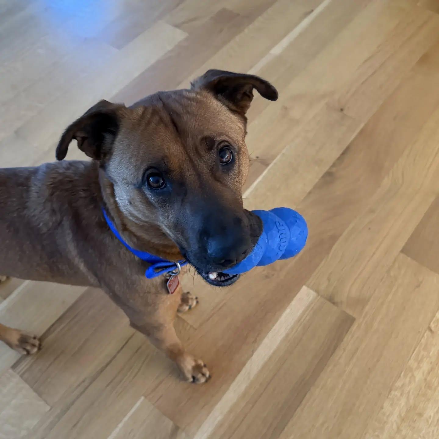 Scooby - AVAILABLE TO FOSTER OR ADOPT, a ADOPTABLE mixed breed in Clayton, NC image 6/6