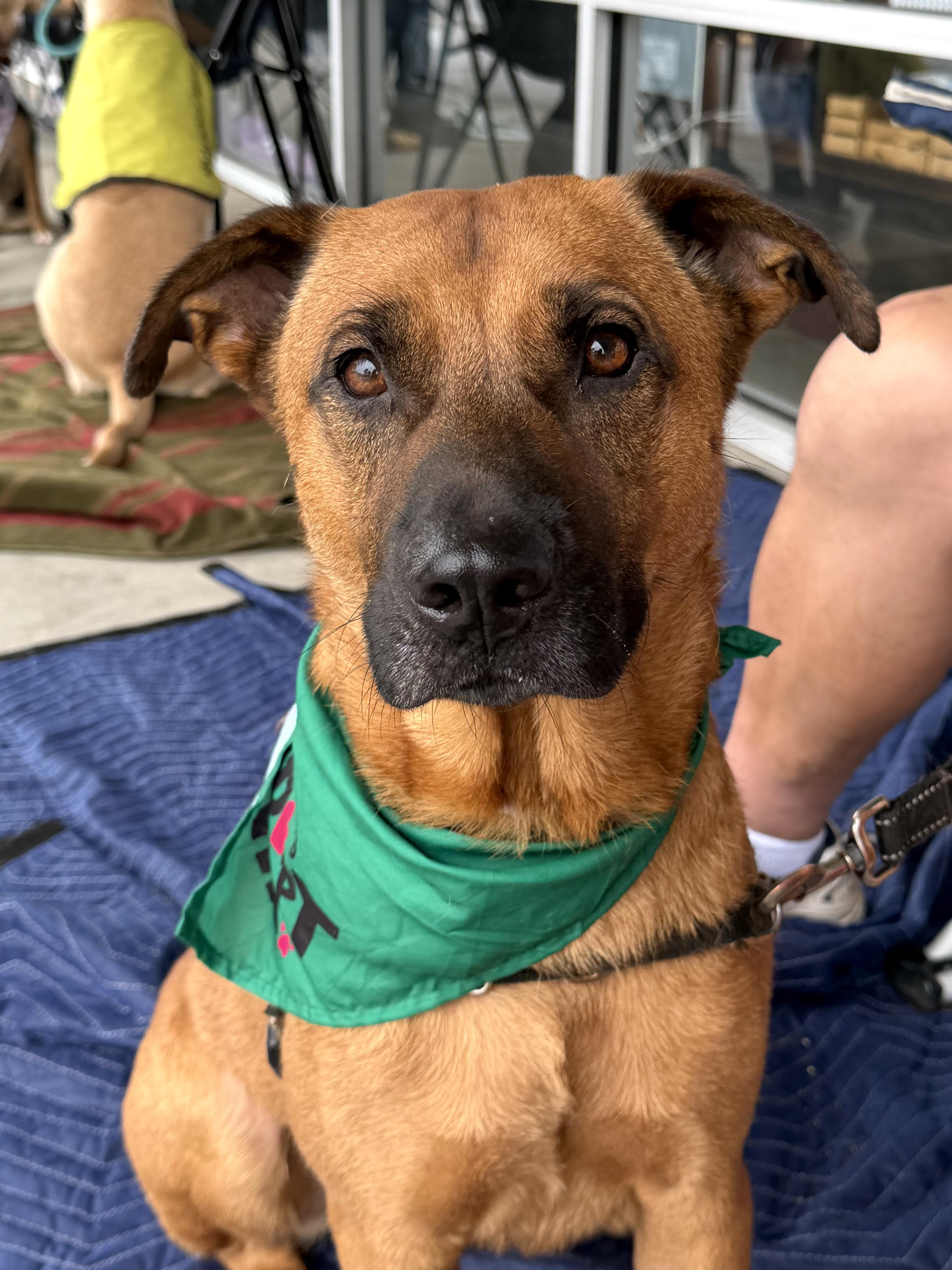 Scooby - AVAILABLE TO FOSTER OR ADOPT, ADOPTABLE, Adult Male Shepherd.