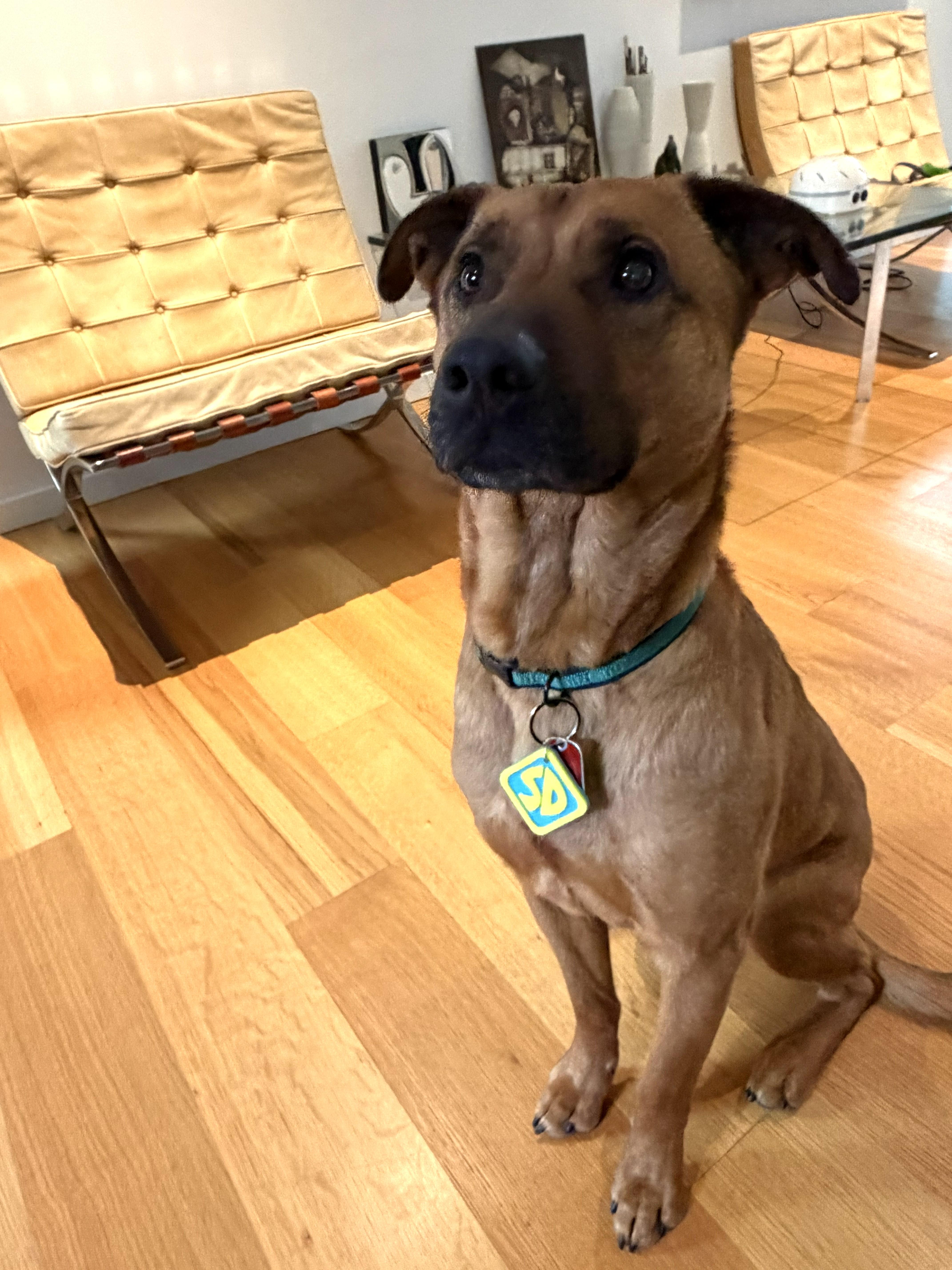 Scooby - AVAILABLE TO FOSTER OR ADOPT, ADOPTABLE, Adult Male Shepherd.