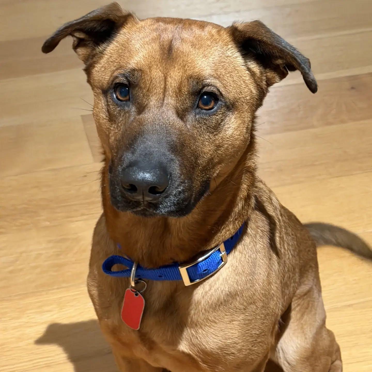 Scooby - AVAILABLE TO FOSTER OR ADOPT, a ADOPTABLE mixed breed in Clayton, NC image 4/6