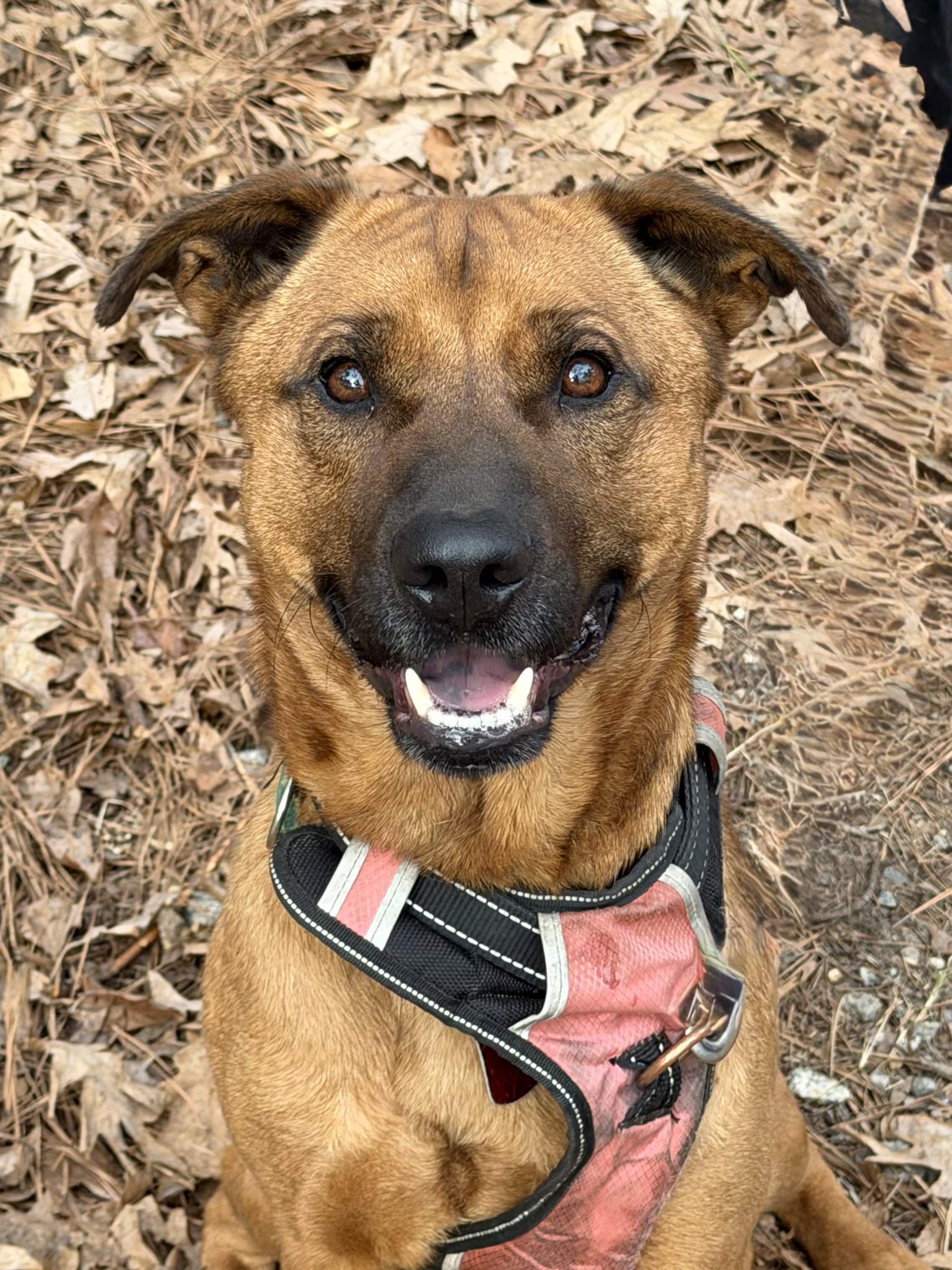 Scooby - AVAILABLE TO FOSTER OR ADOPT, a ADOPTABLE mixed breed in Clayton, NC image 2/6