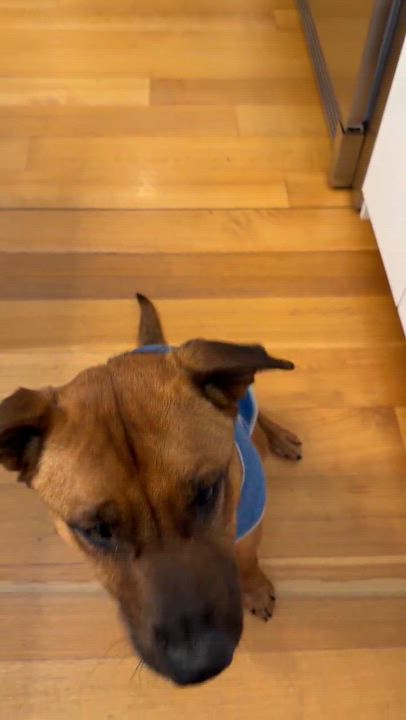 Enlarge Scooby - AVAILABLE TO FOSTER OR ADOPT, a ADOPTABLE mixed breed in Clayton, NC video 3/6