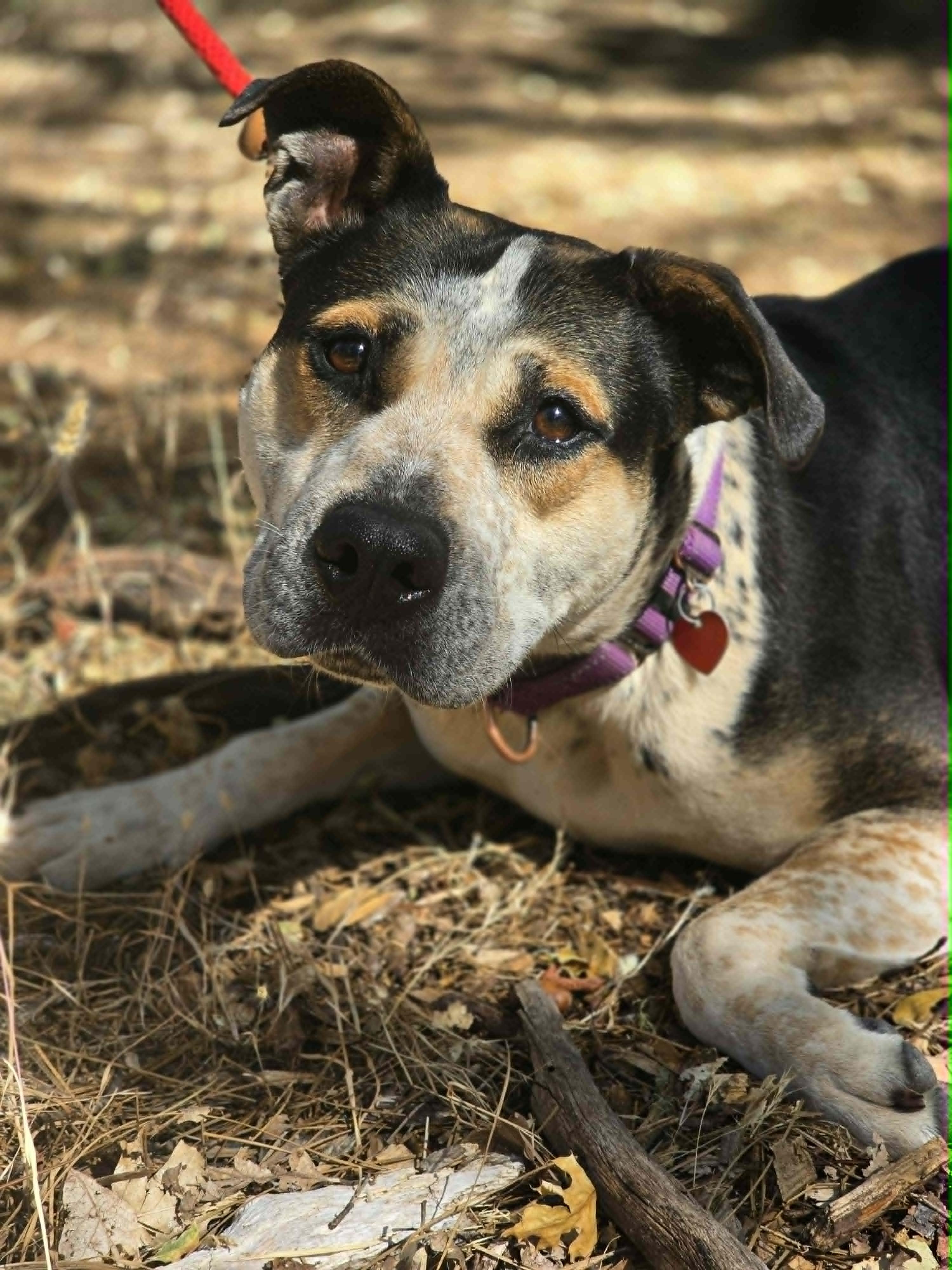 Ginny, ADOPTABLE, Adult Female Pit Bull Terrier & German Shepherd Dog.