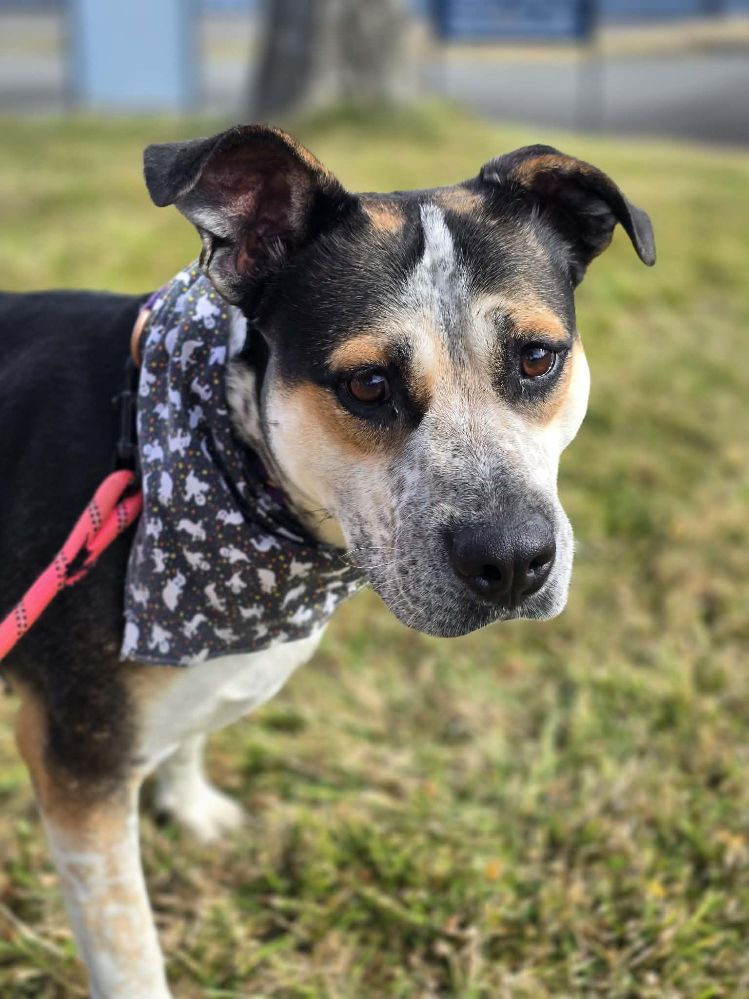 Enlarge Ginny, a Adoptable mixed breed in Grants Pass, OR image 4/5