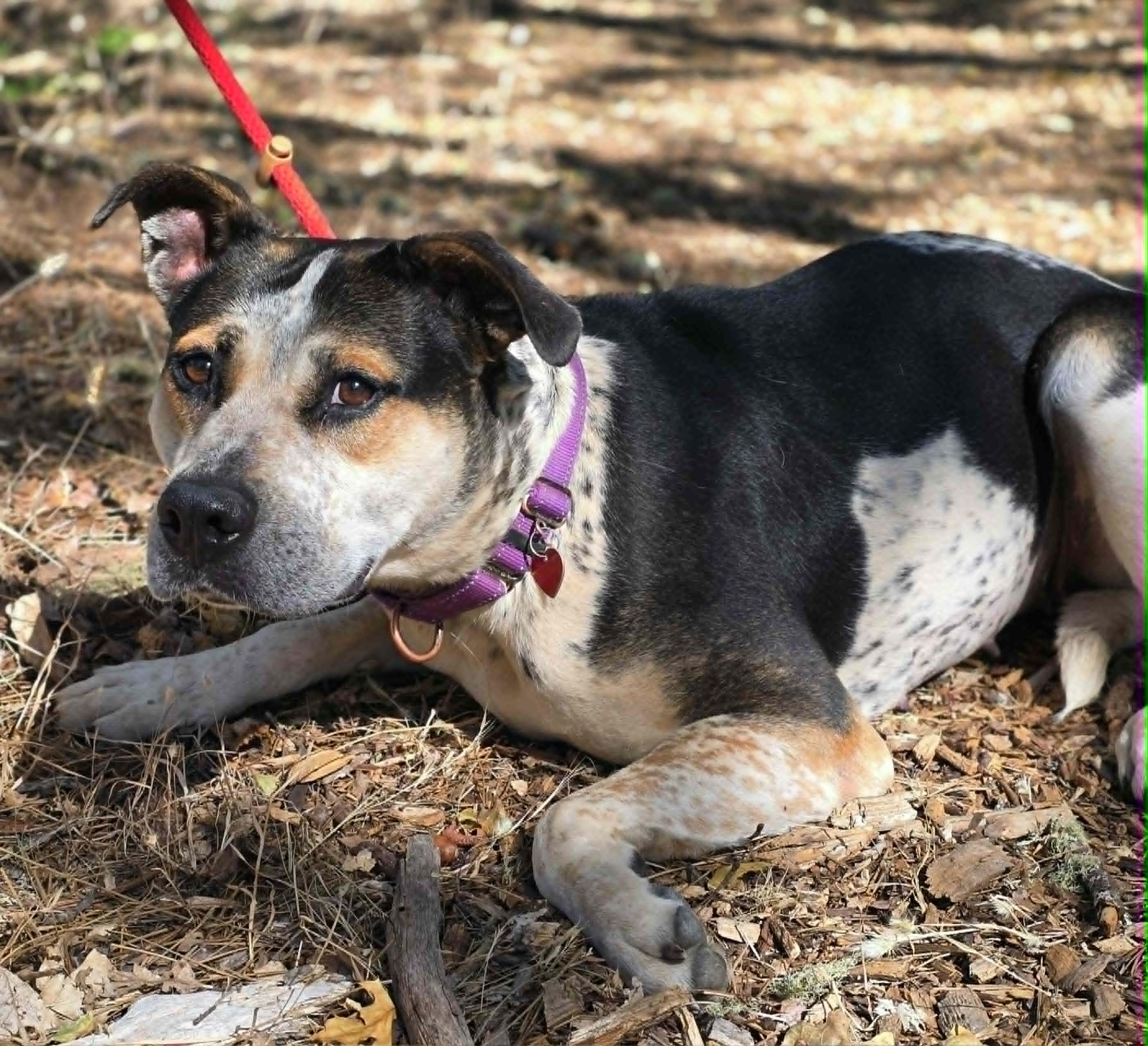 Ginny, a ADOPTABLE mixed breed in Grants Pass, OR image 3/3
