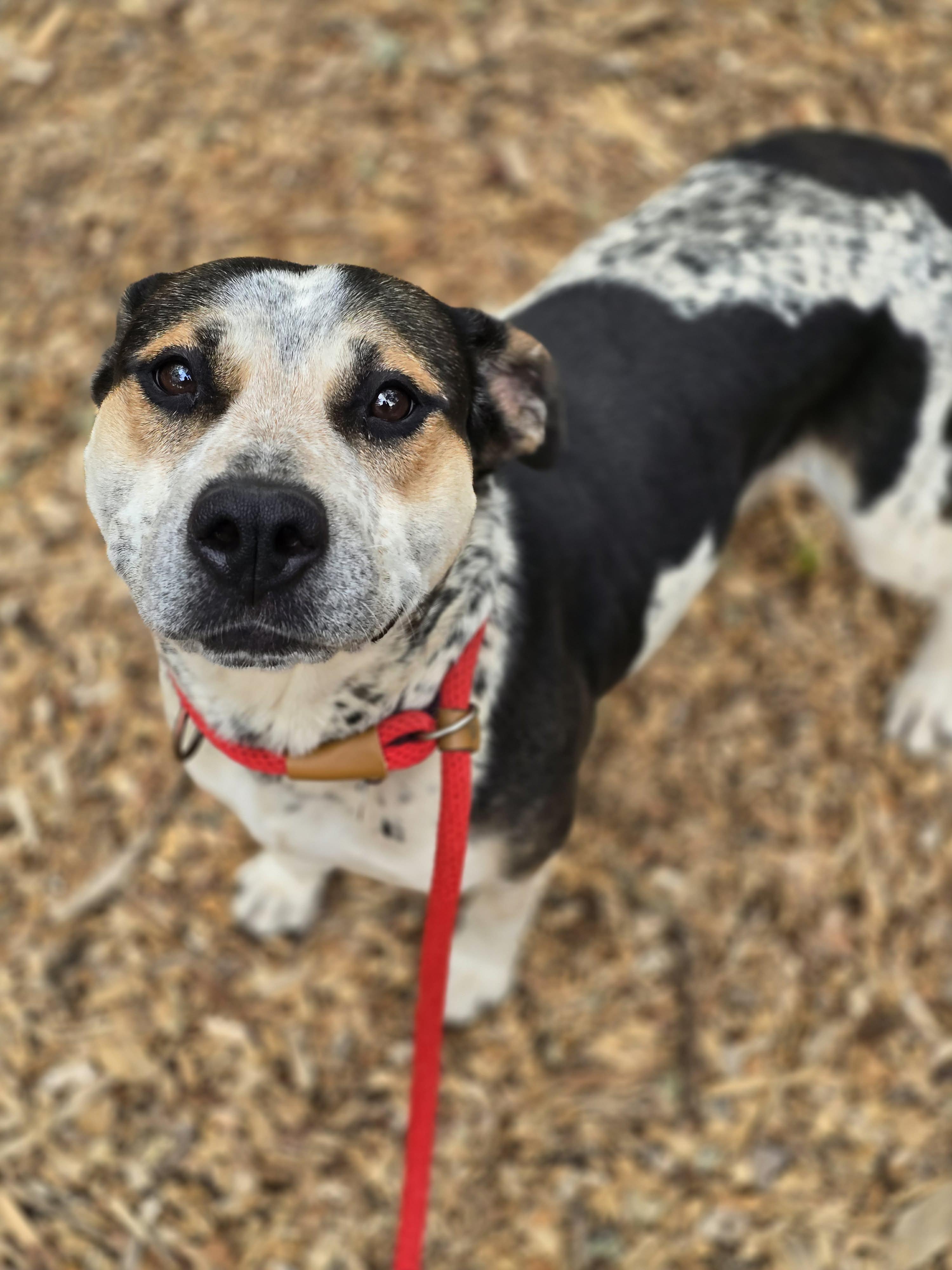 Ginny, a ADOPTABLE mixed breed in Grants Pass, OR image 2/3