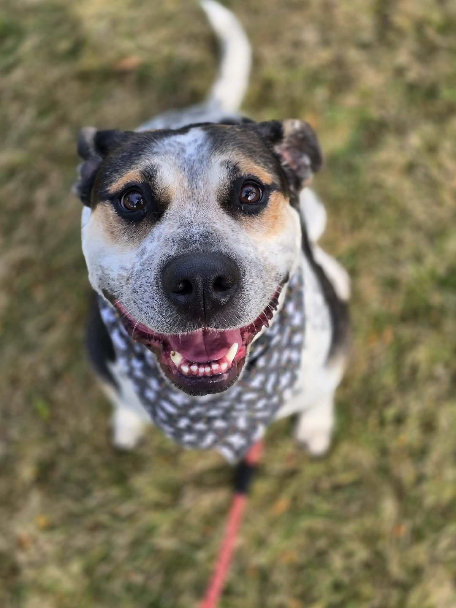 Ginny, Adoptable, Adult Female Pit Bull Terrier & German Shepherd Dog.