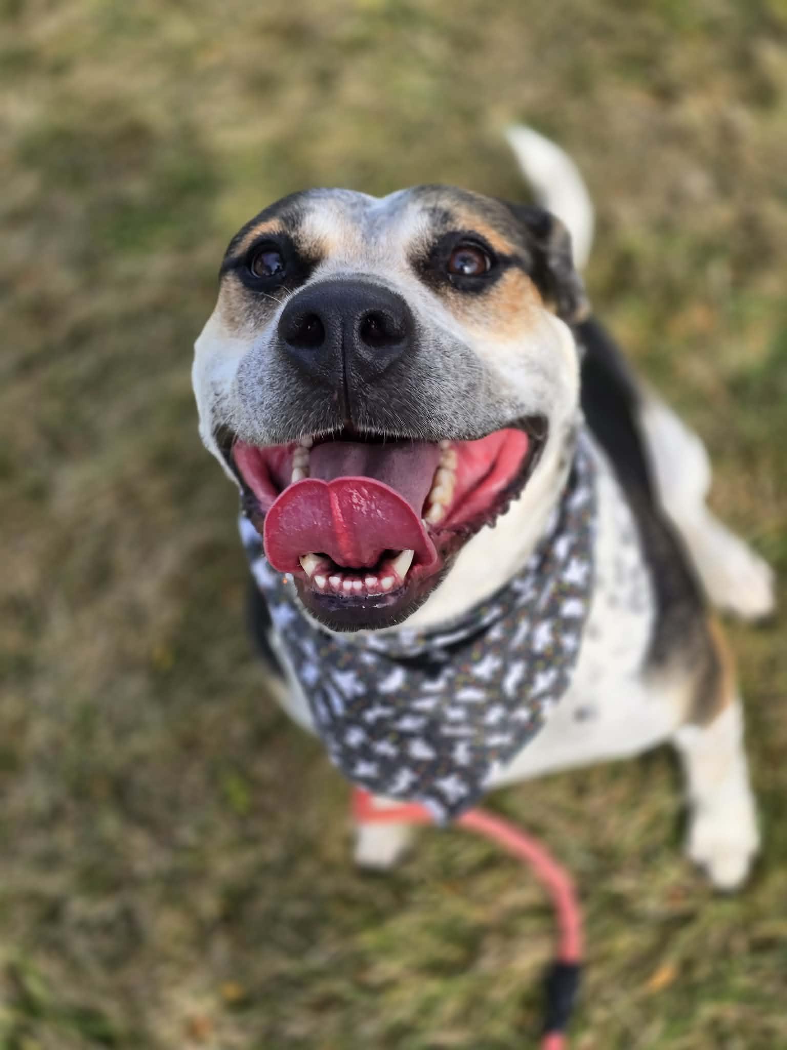 Enlarge Ginny, a Adoptable mixed breed in Grants Pass, OR image 5/5