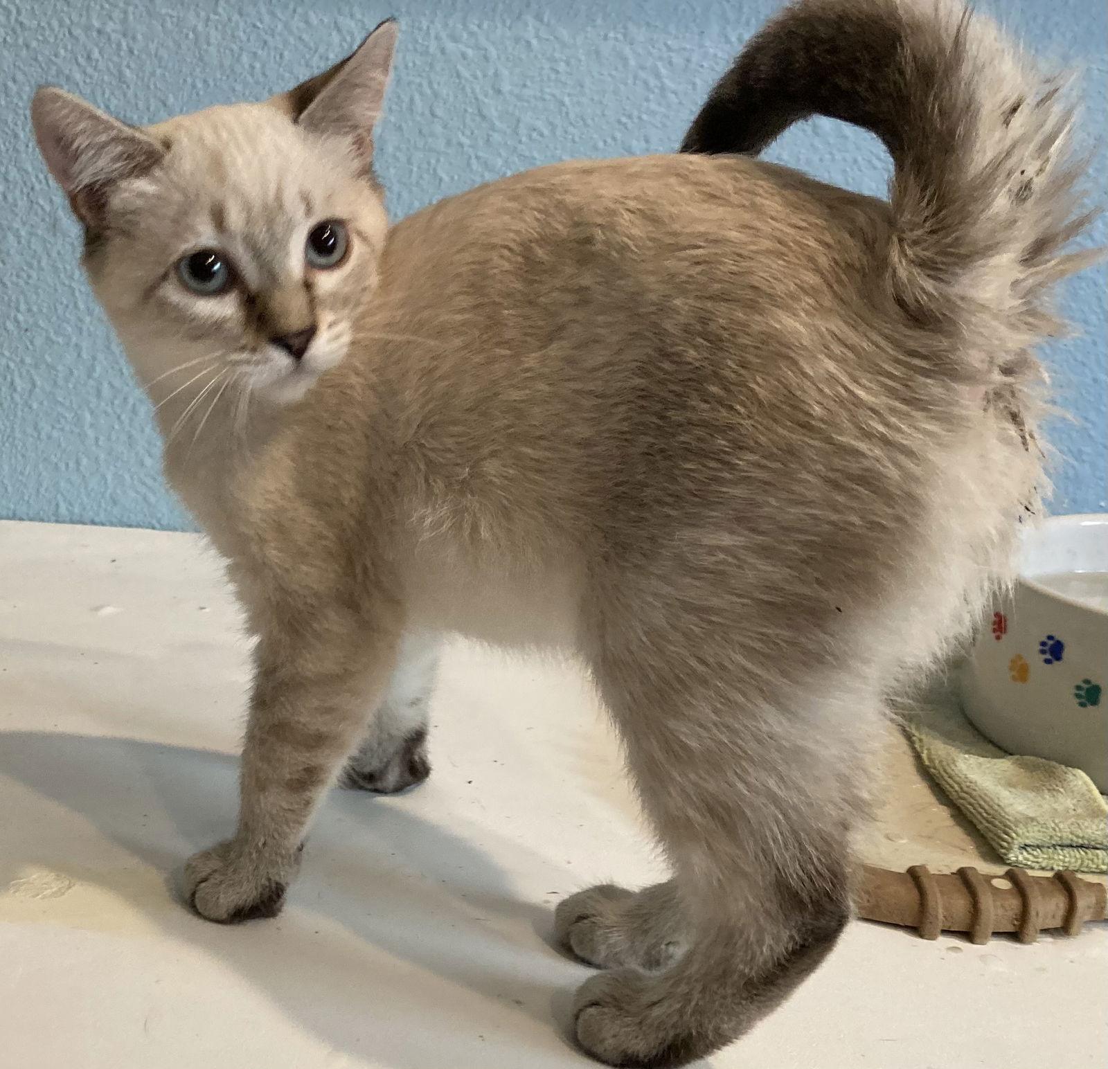 Enlarge Sunny, a Adopted Siamese in Antioch, CA image 1/3