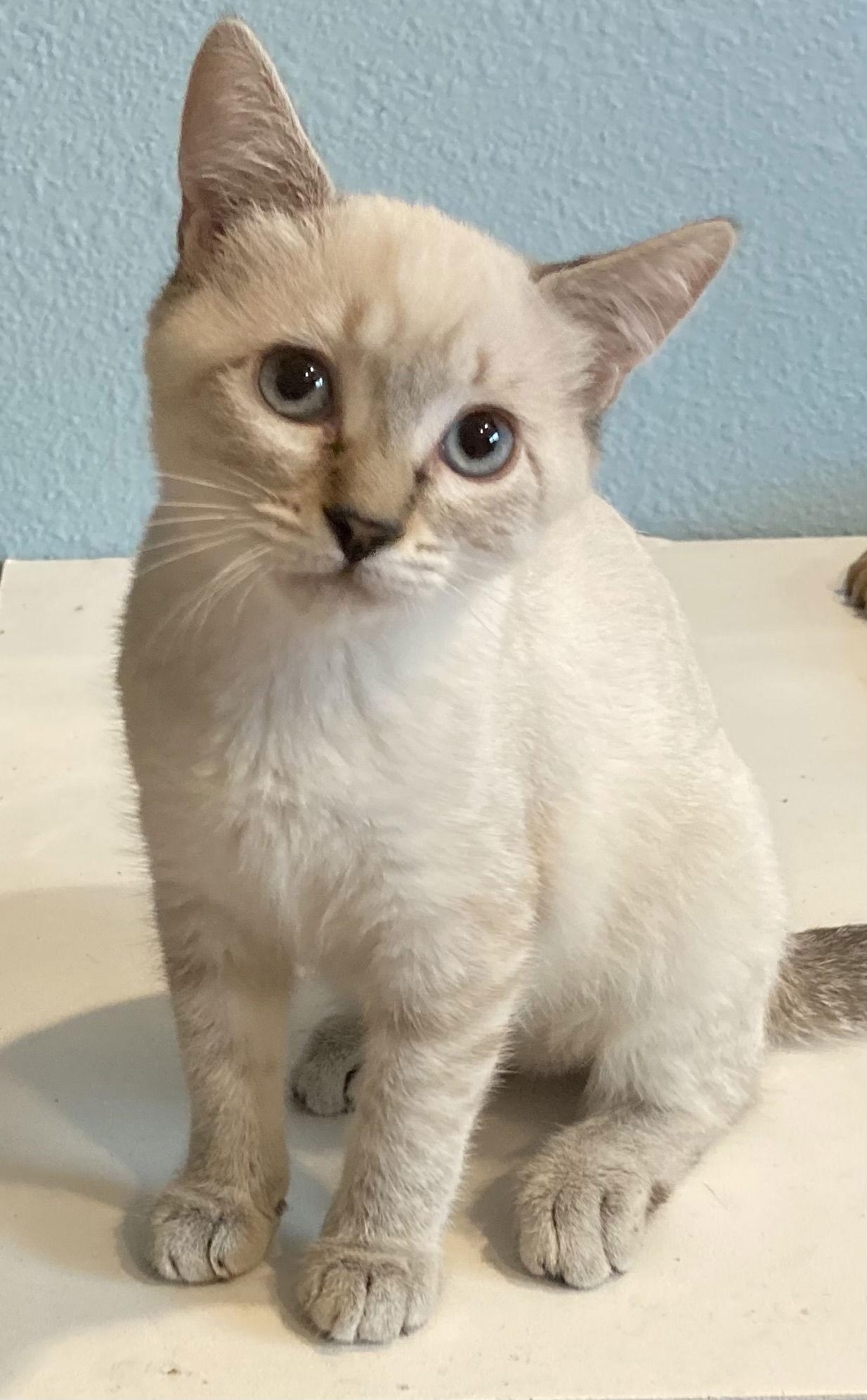 Enlarge Sunny, a Adopted Siamese in Antioch, CA image 3/3
