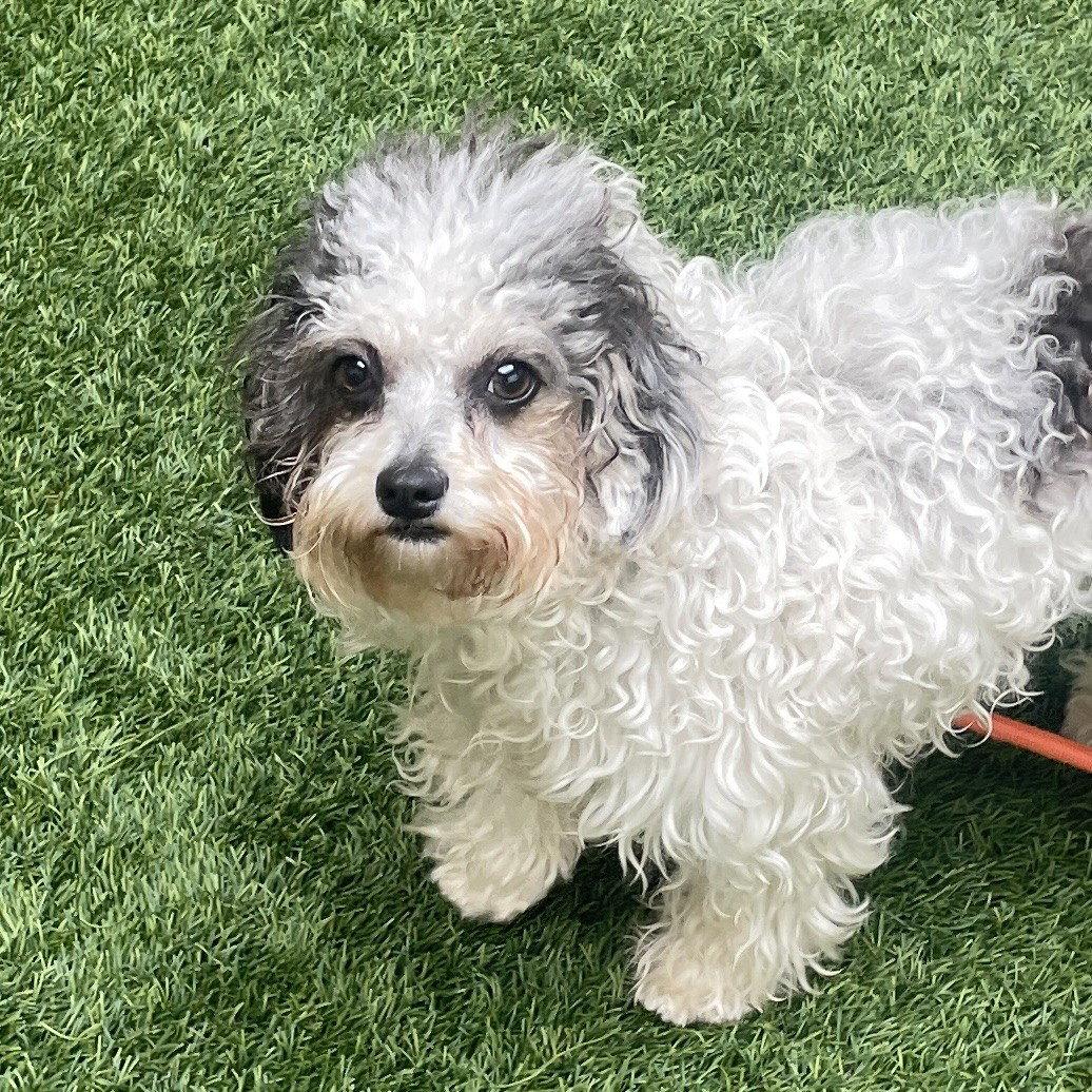 Hershey, Adopted, Young Female Poodle.