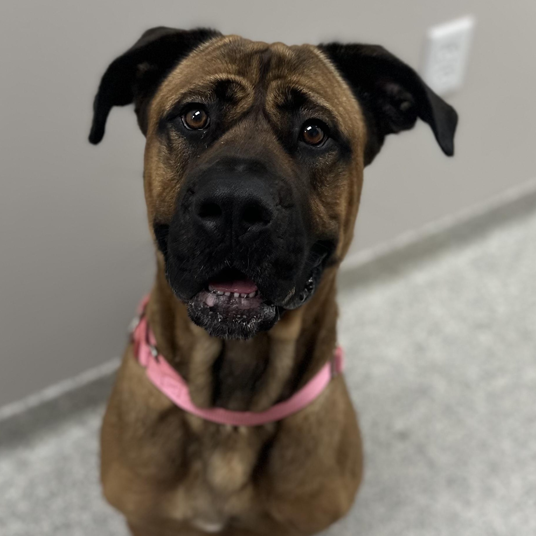 Enlarge Daphne, a Adoptable Cane Corso in Youngstown, OH image 2/5
