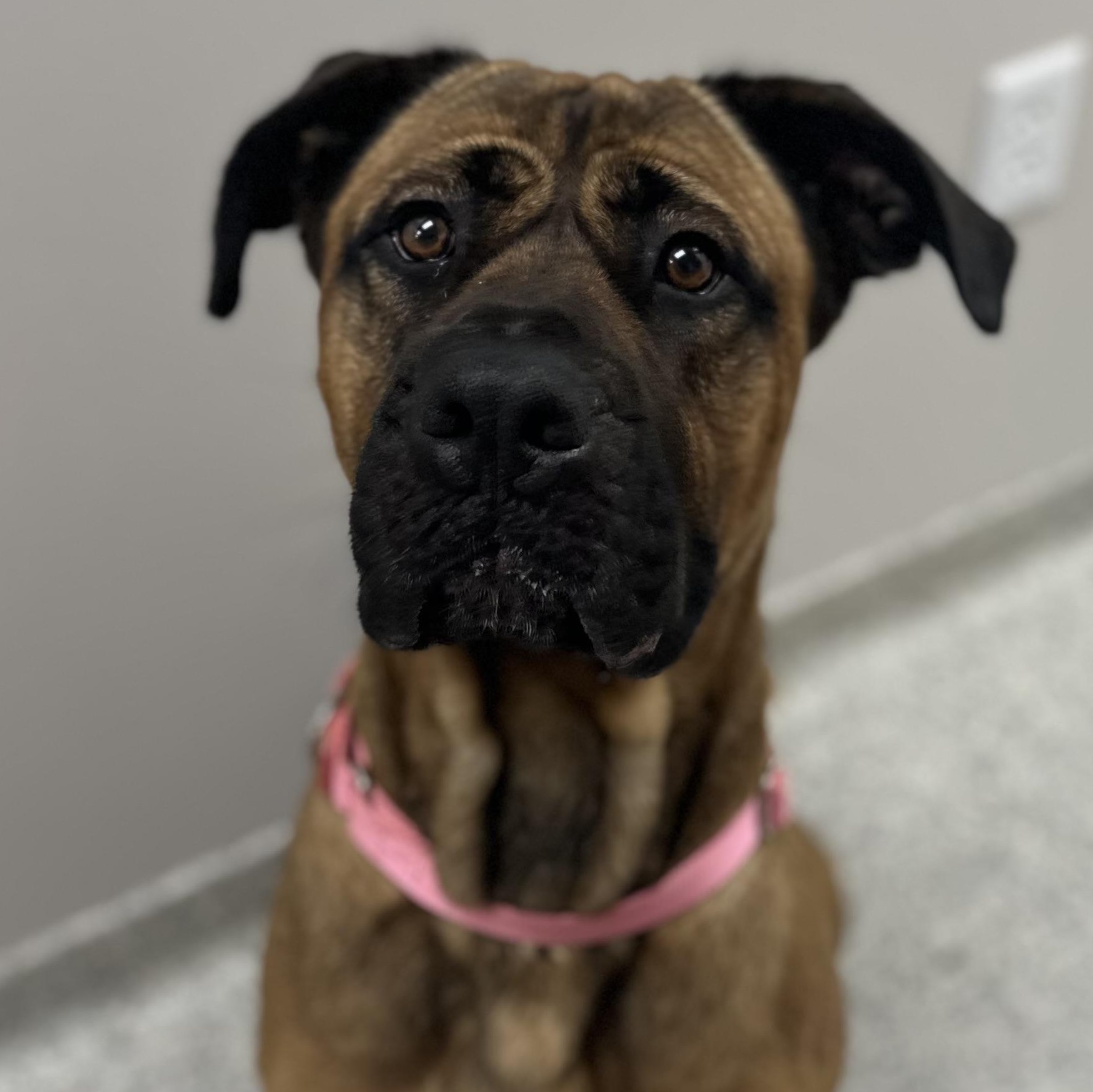 Enlarge Daphne, a Adoptable Cane Corso in Youngstown, OH image 3/5