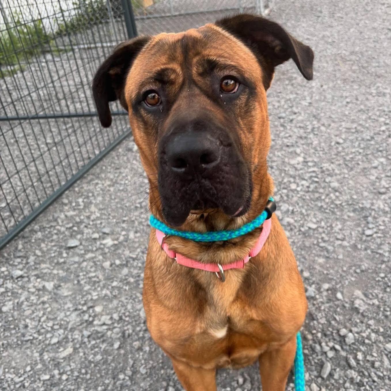 Daphne, Adoptable, Adult Female Cane Corso.