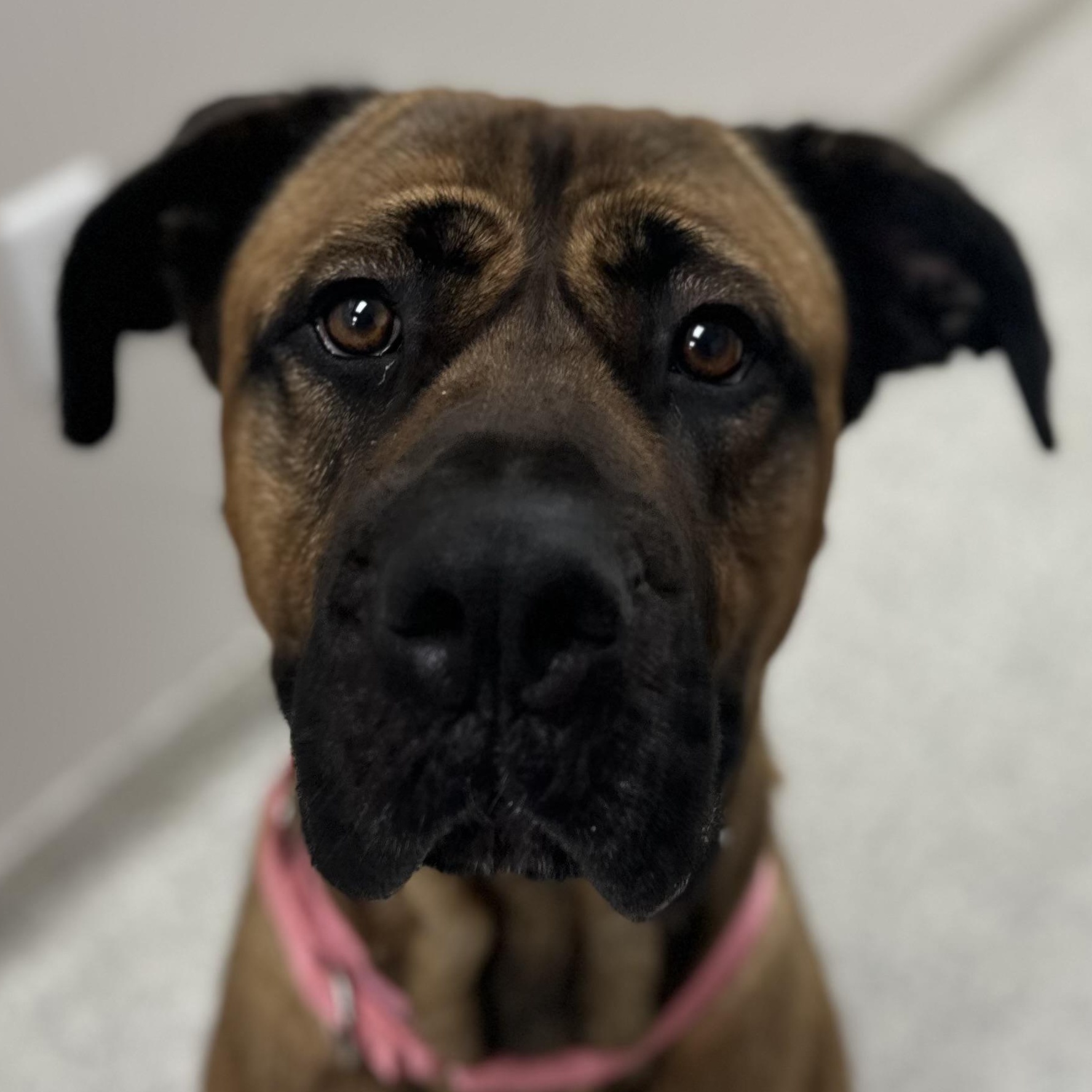 Enlarge Daphne, a Adoptable Cane Corso in Youngstown, OH image 4/5