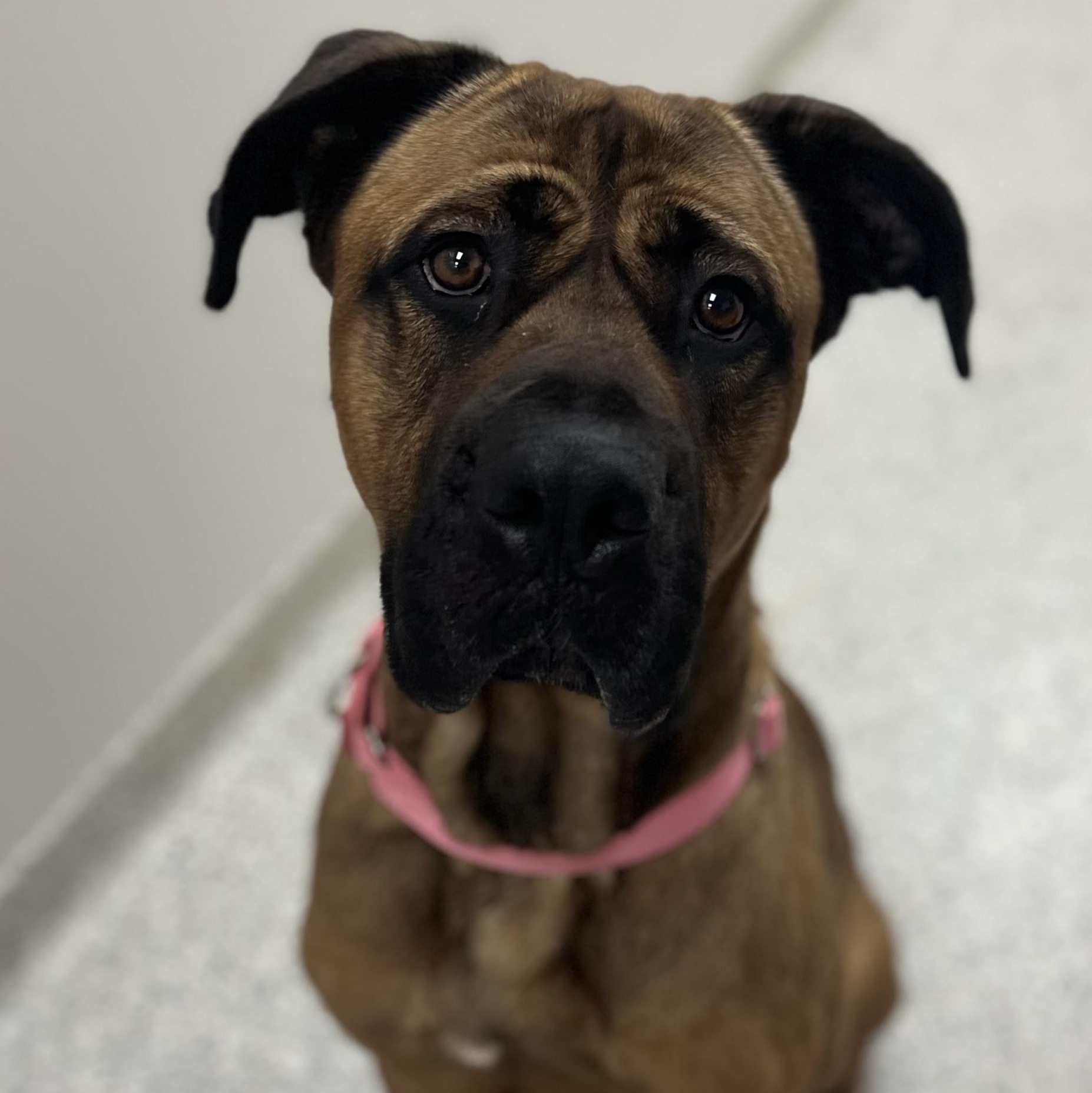 Enlarge Daphne, a Adoptable Cane Corso in Youngstown, OH image 5/5